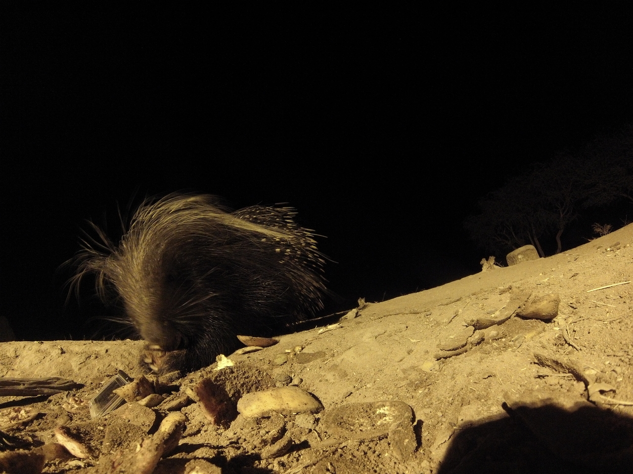 [11430] 2016_06_23_20_01_04_Africa_Hero3-Silver_Edition_IMG__01445.jpg