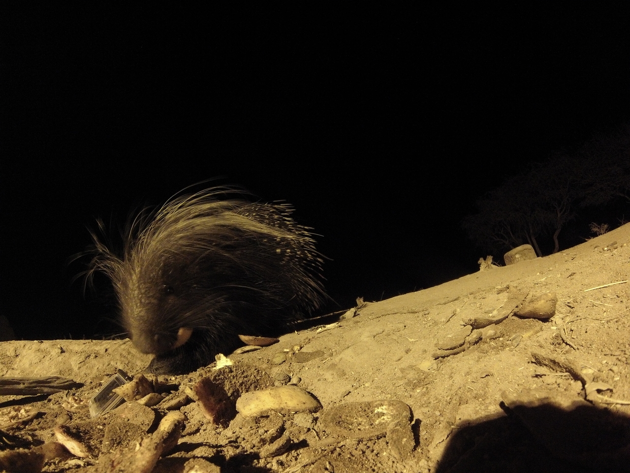 [11459] 2016_06_23_20_01_30_Africa_Hero3-Silver_Edition_IMG__00058.jpg