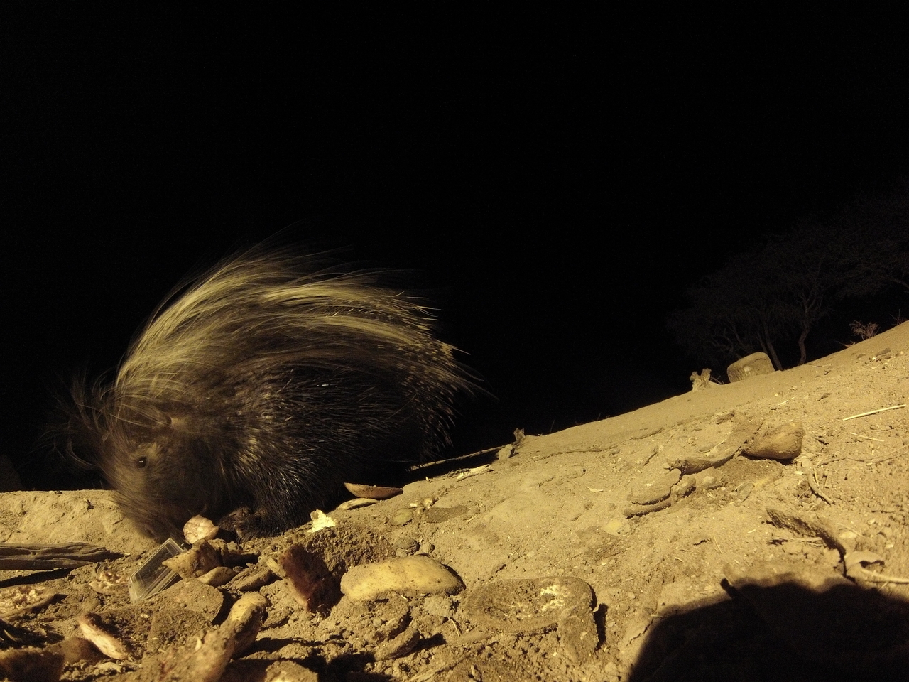 [11467] 2016_06_23_20_01_36_Africa_Hero3-Silver_Edition_IMG__00060.jpg