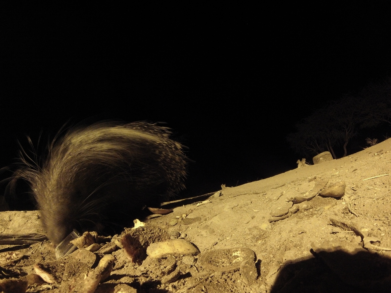 [11477] 2016_06_23_20_01_42_Africa_Hero3-Silver_Edition_IMG__00062.jpg