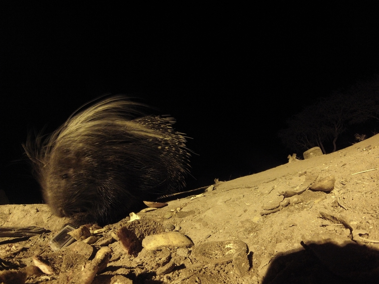 [11485] 2016_06_23_20_01_48_Africa_Hero3-Silver_Edition_IMG__00064.jpg