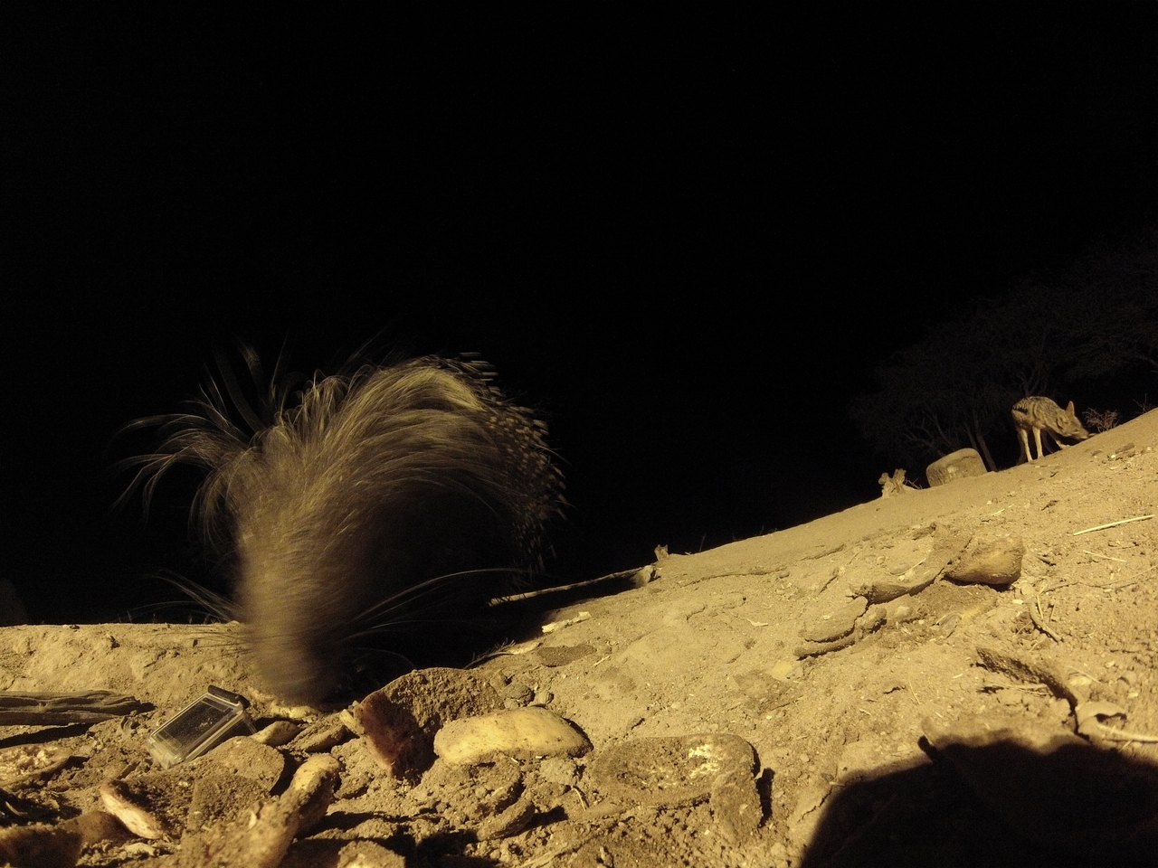 [11534] 2016_06_23_20_02_26_Africa_Hero3-Silver_Edition_IMG__01469.jpg