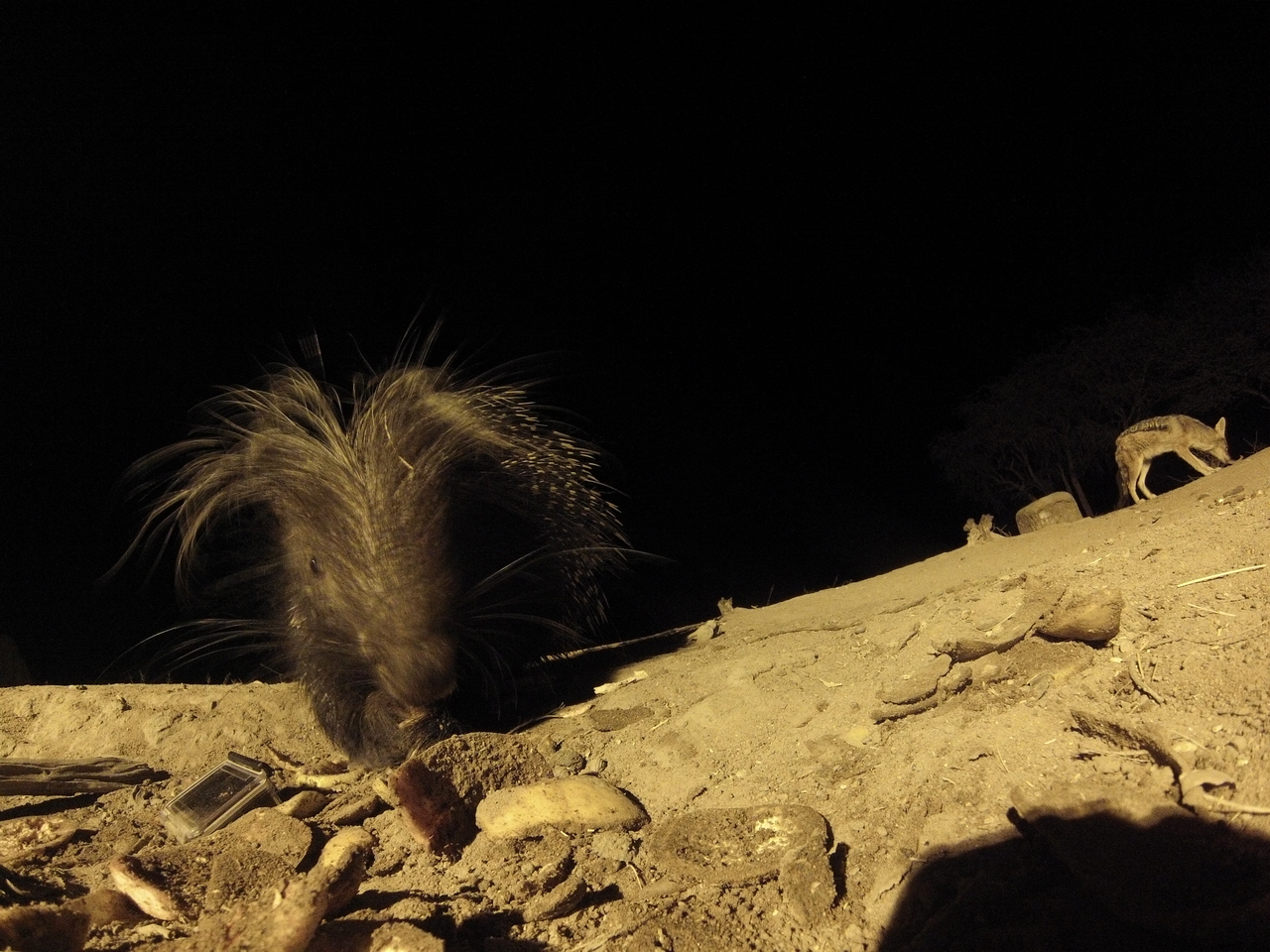 [11539] 2016_06_23_20_02_30_Africa_Hero3-Silver_Edition_IMG__01470.jpg