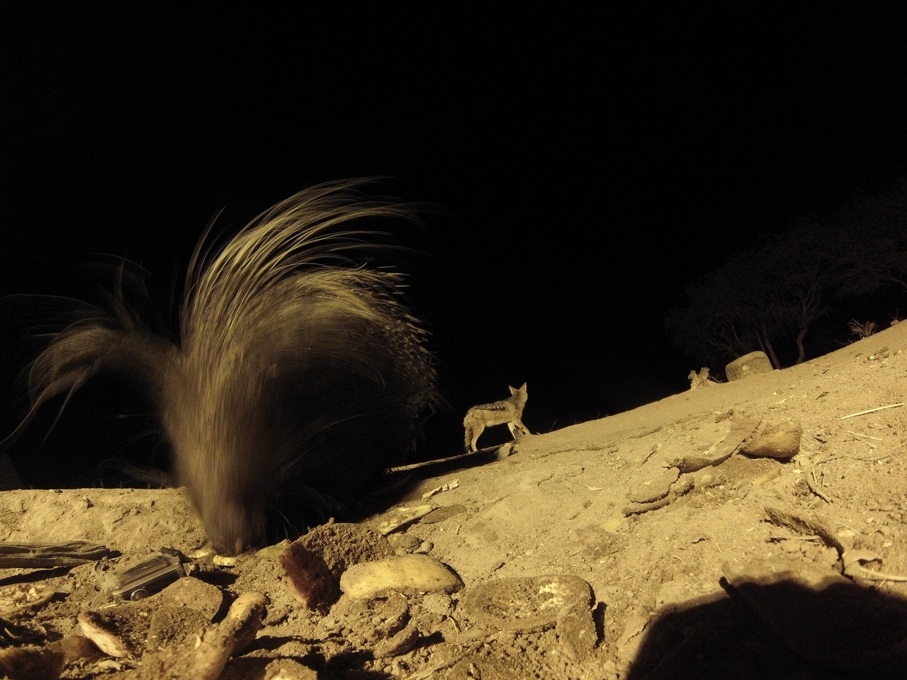 [11619] 2016_06_23_20_03_36_Africa_Hero3-Silver_Edition_IMG__01488.jpg