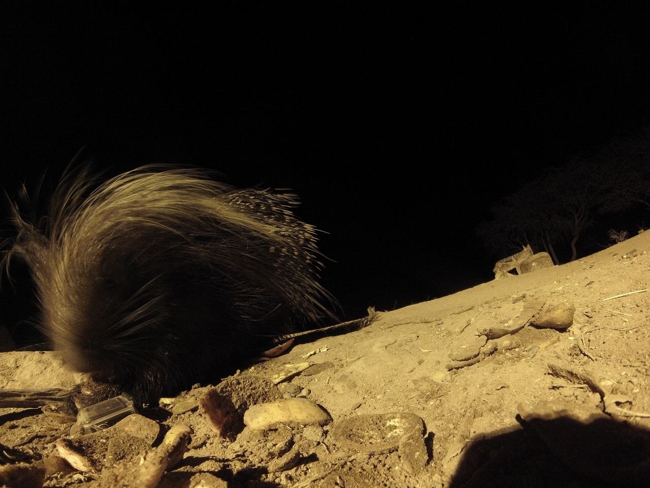 [11652] 2016_06_23_20_04_02_Africa_Hero3-Silver_Edition_IMG__01495.jpg