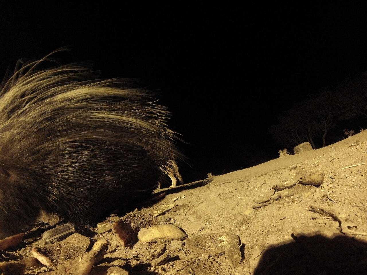 [11694] 2016_06_23_20_04_40_Africa_Hero3-Silver_Edition_IMG__00111.jpg