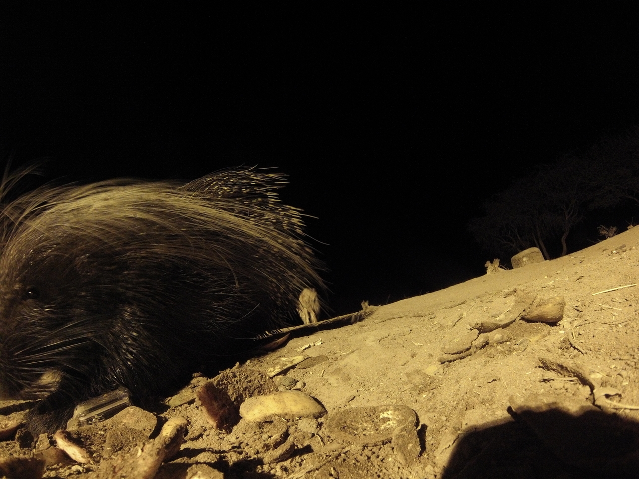 [11718] 2016_06_23_20_04_58_Africa_Hero3-Silver_Edition_IMG__01062.jpg