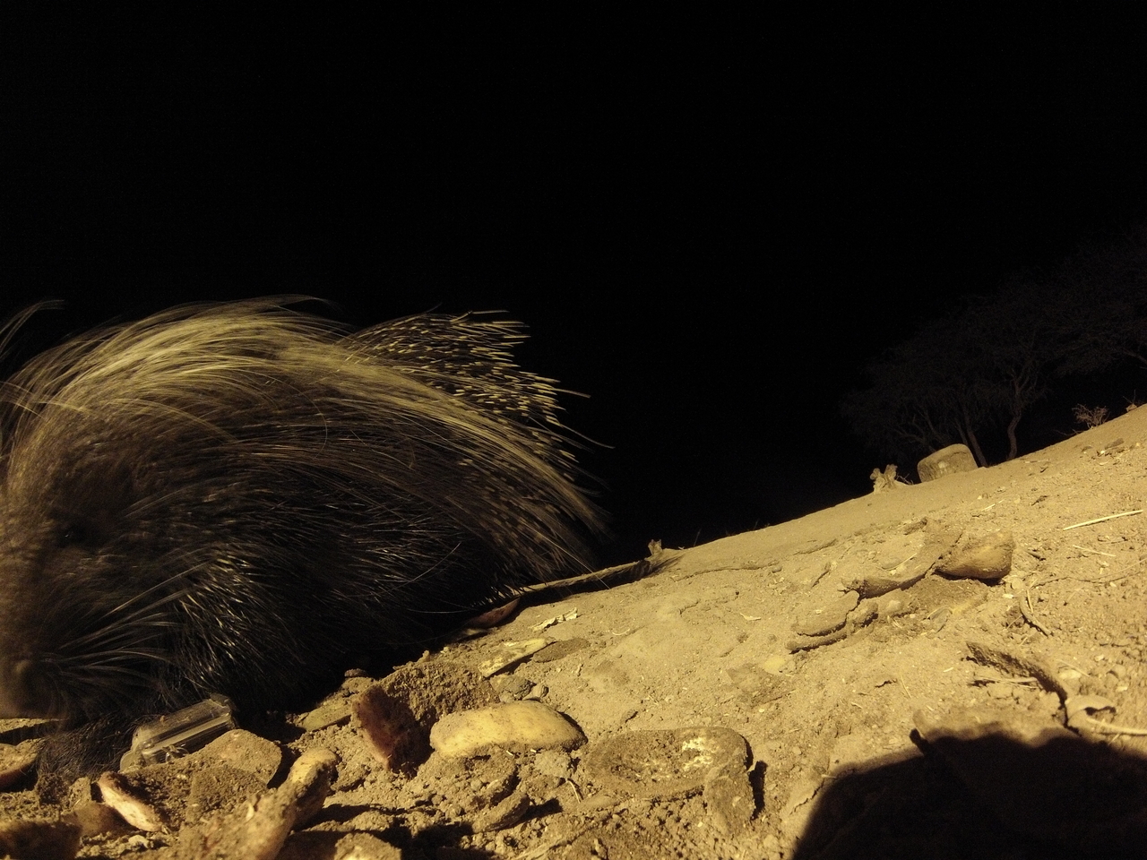 [11732] 2016_06_23_20_05_08_Africa_Hero3-Silver_Edition_IMG__01513.jpg