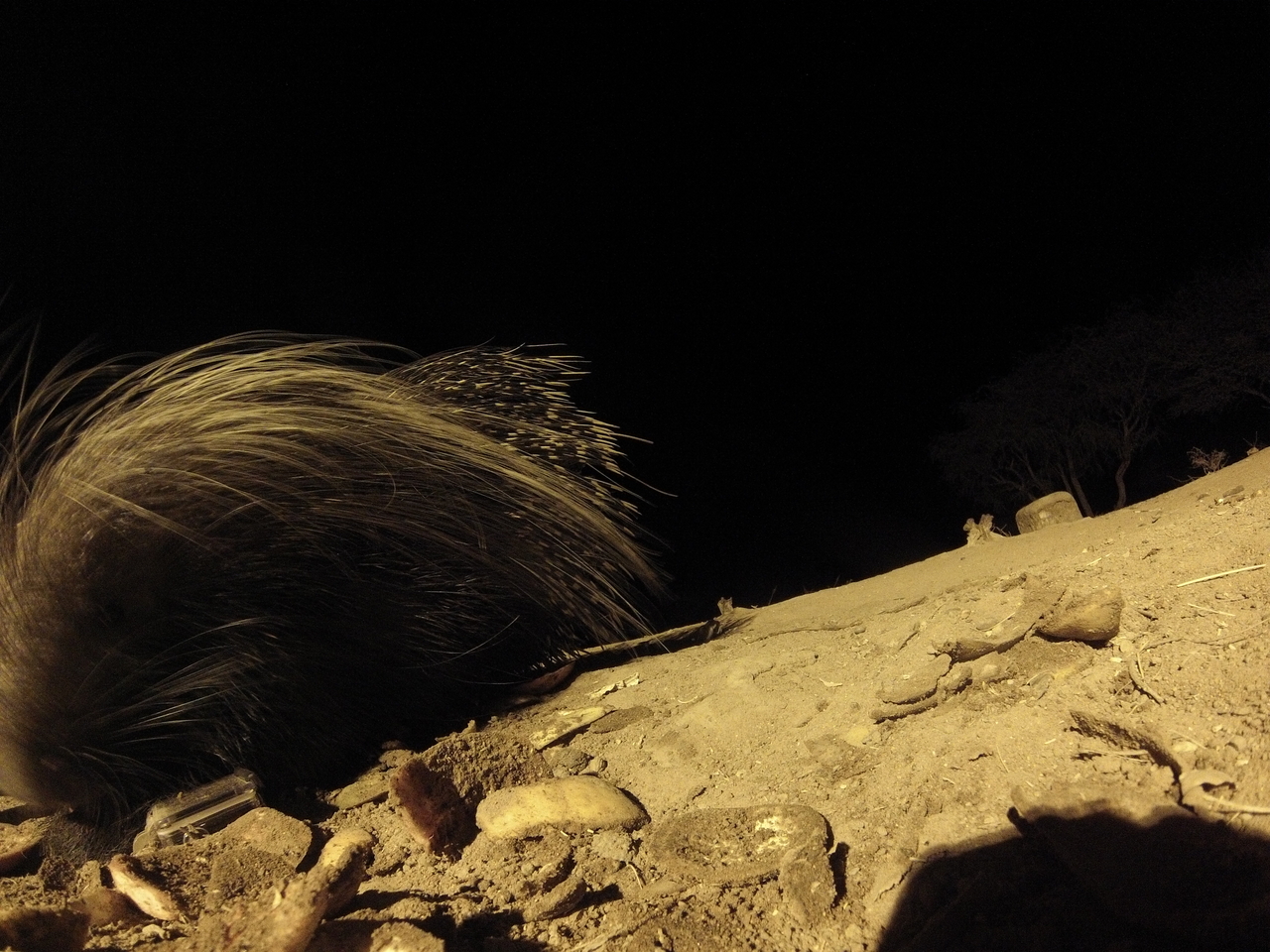 [11737] 2016_06_23_20_05_12_Africa_Hero3-Silver_Edition_IMG__01514.jpg