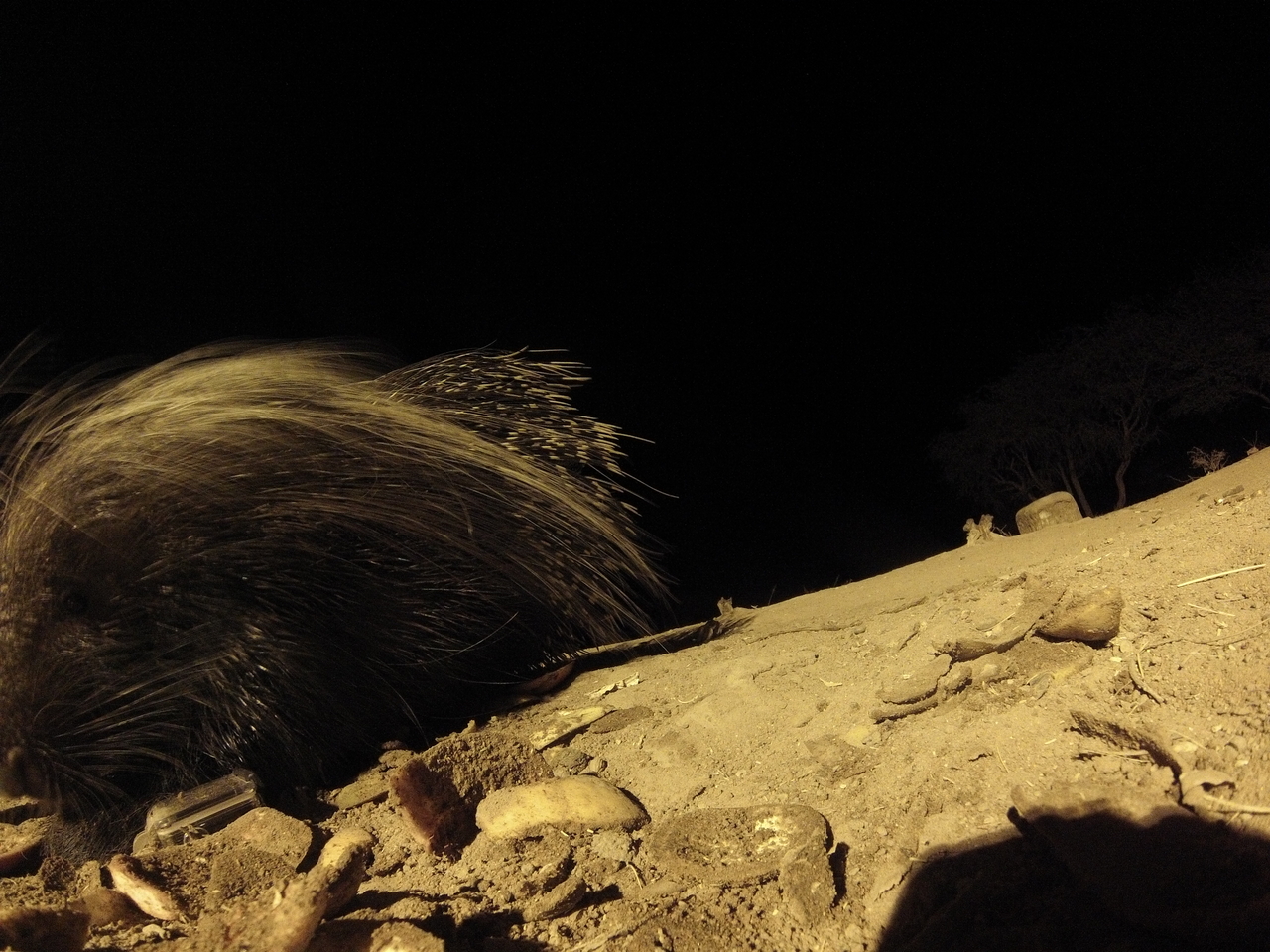 [11738] 2016_06_23_20_05_15_Africa_Hero3-Silver_Edition_IMG__00121.jpg