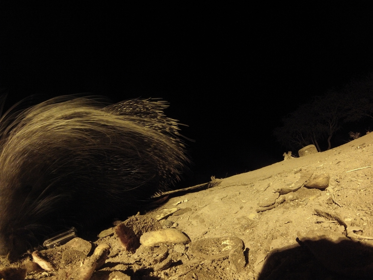 [11753] 2016_06_23_20_05_24_Africa_Hero3-Silver_Edition_IMG__01518.jpg