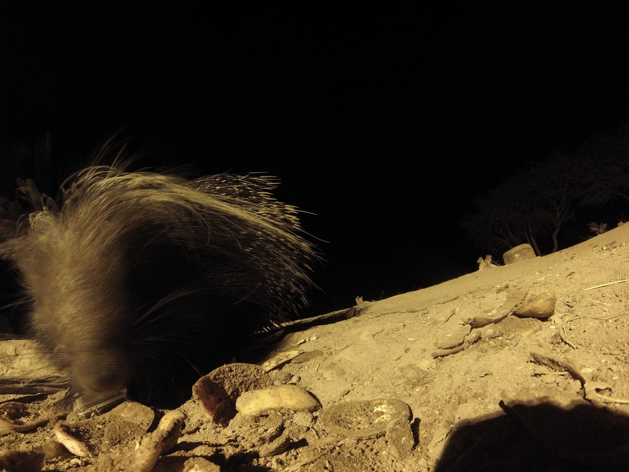 [11757] 2016_06_23_20_05_28_Africa_Hero3-Silver_Edition_IMG__01071.jpg