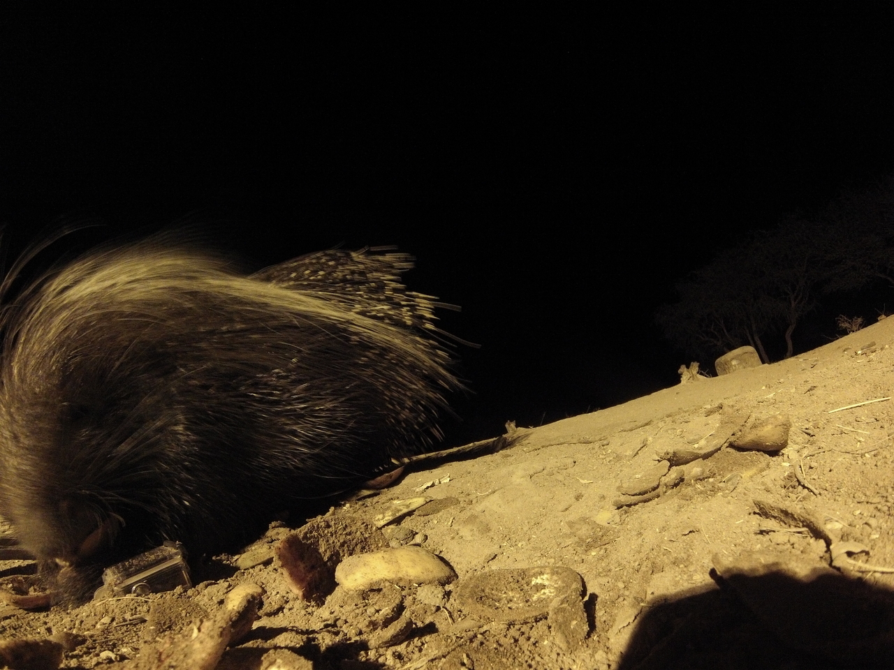 [11762] 2016_06_23_20_05_32_Africa_Hero3-Silver_Edition_IMG__01072.jpg