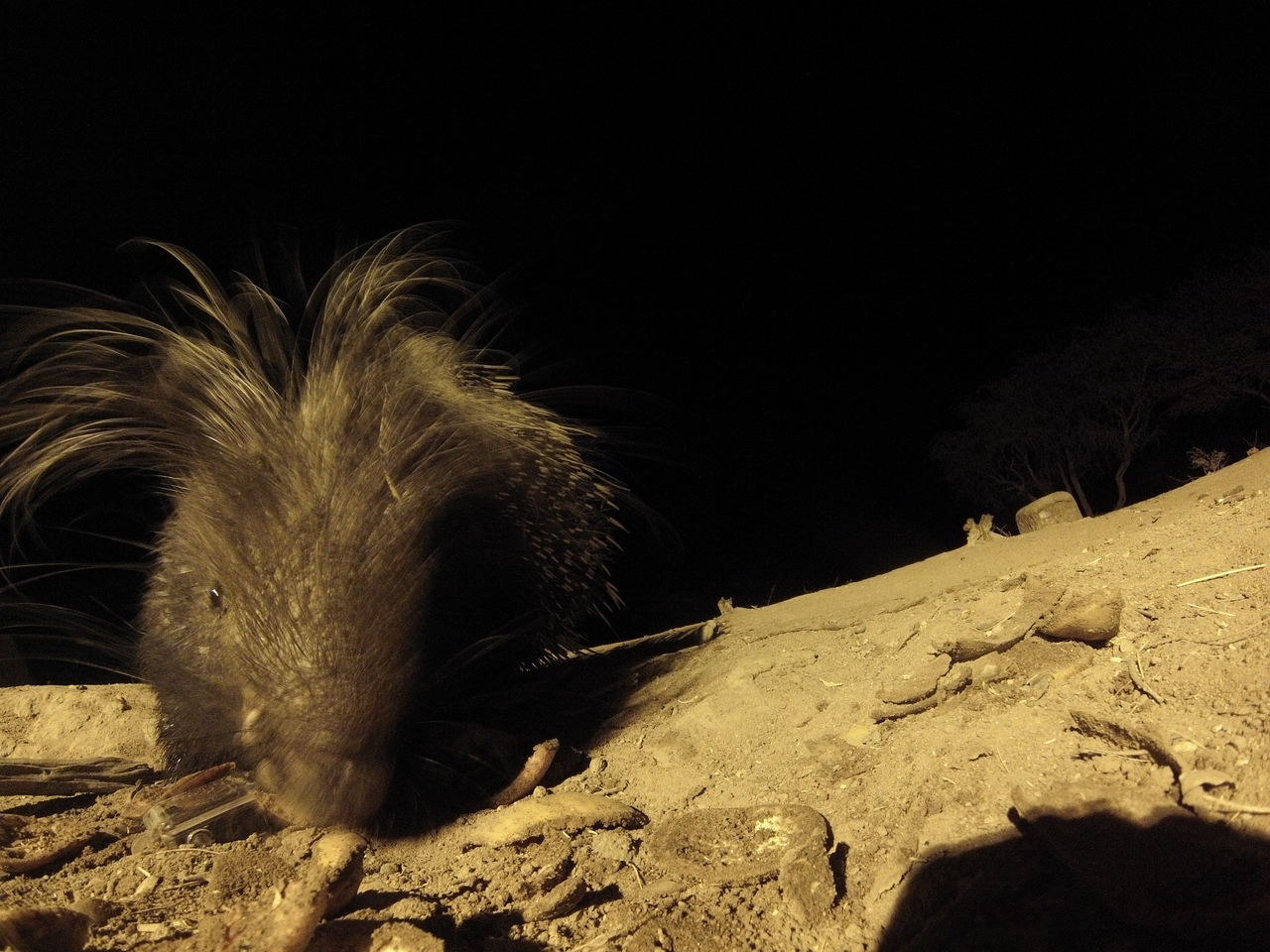 [11782] 2016_06_23_20_05_50_Africa_Hero3-Silver_Edition_IMG__00131.jpg