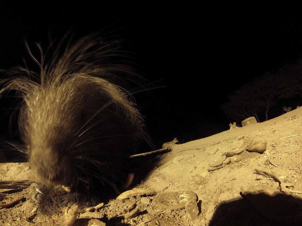 [11853] 2016_06_23_20_06_49_Africa_Hero3-Silver_Edition_IMG__01540.jpg