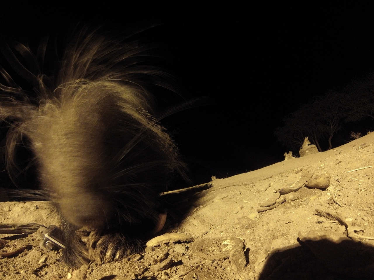 [11865] 2016_06_23_20_07_01_Africa_Hero3-Silver_Edition_IMG__01095.jpg