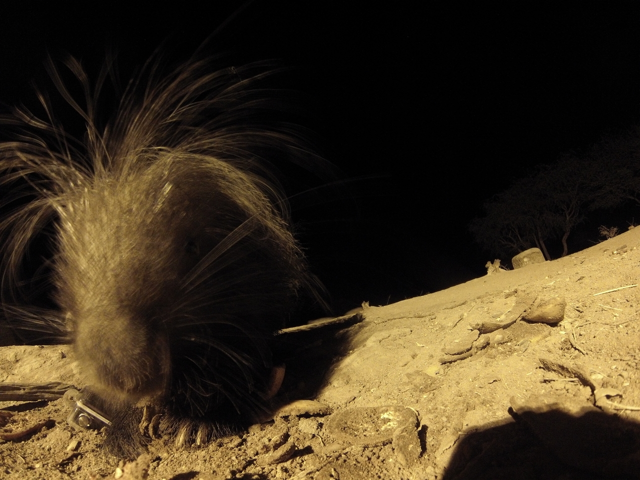 [11879] 2016_06_23_20_07_13_Africa_Hero3-Silver_Edition_IMG__00152.jpg