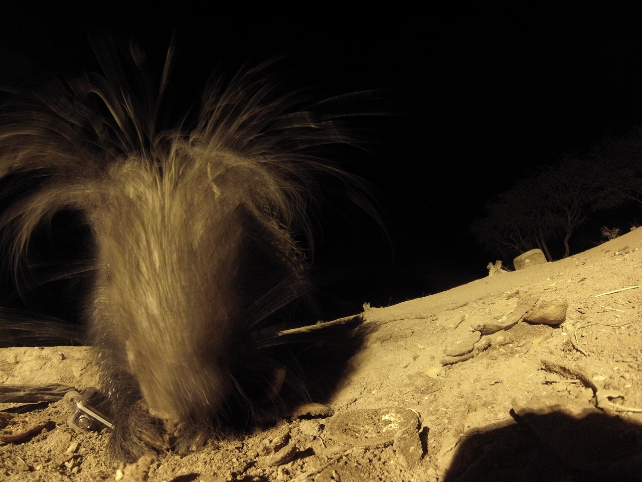 [11889] 2016_06_23_20_07_21_Africa_Hero3-Silver_Edition_IMG__01548.jpg