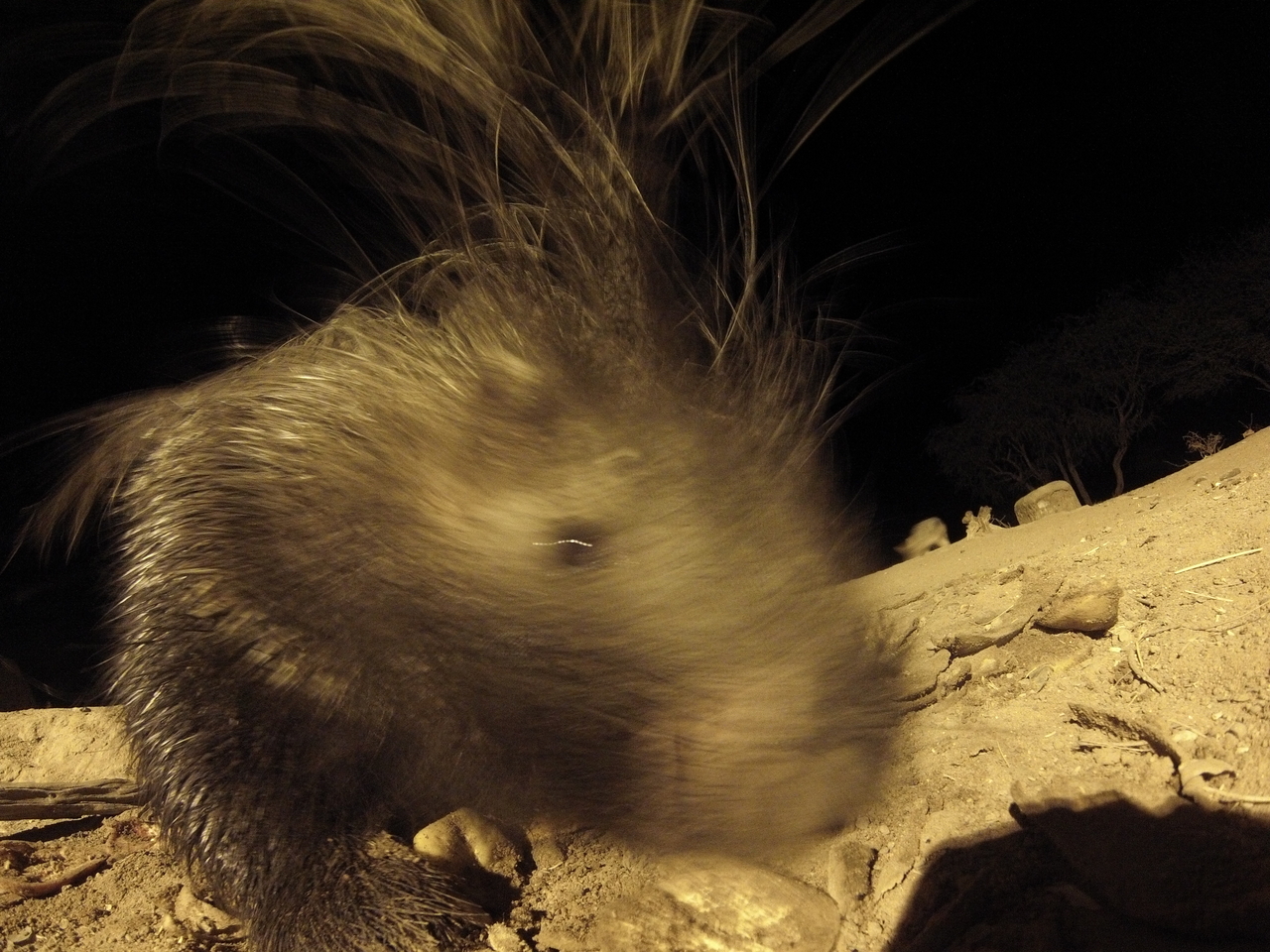 [11967] 2016_06_23_20_08_29_Africa_Hero3-Silver_Edition_IMG__01117.jpg