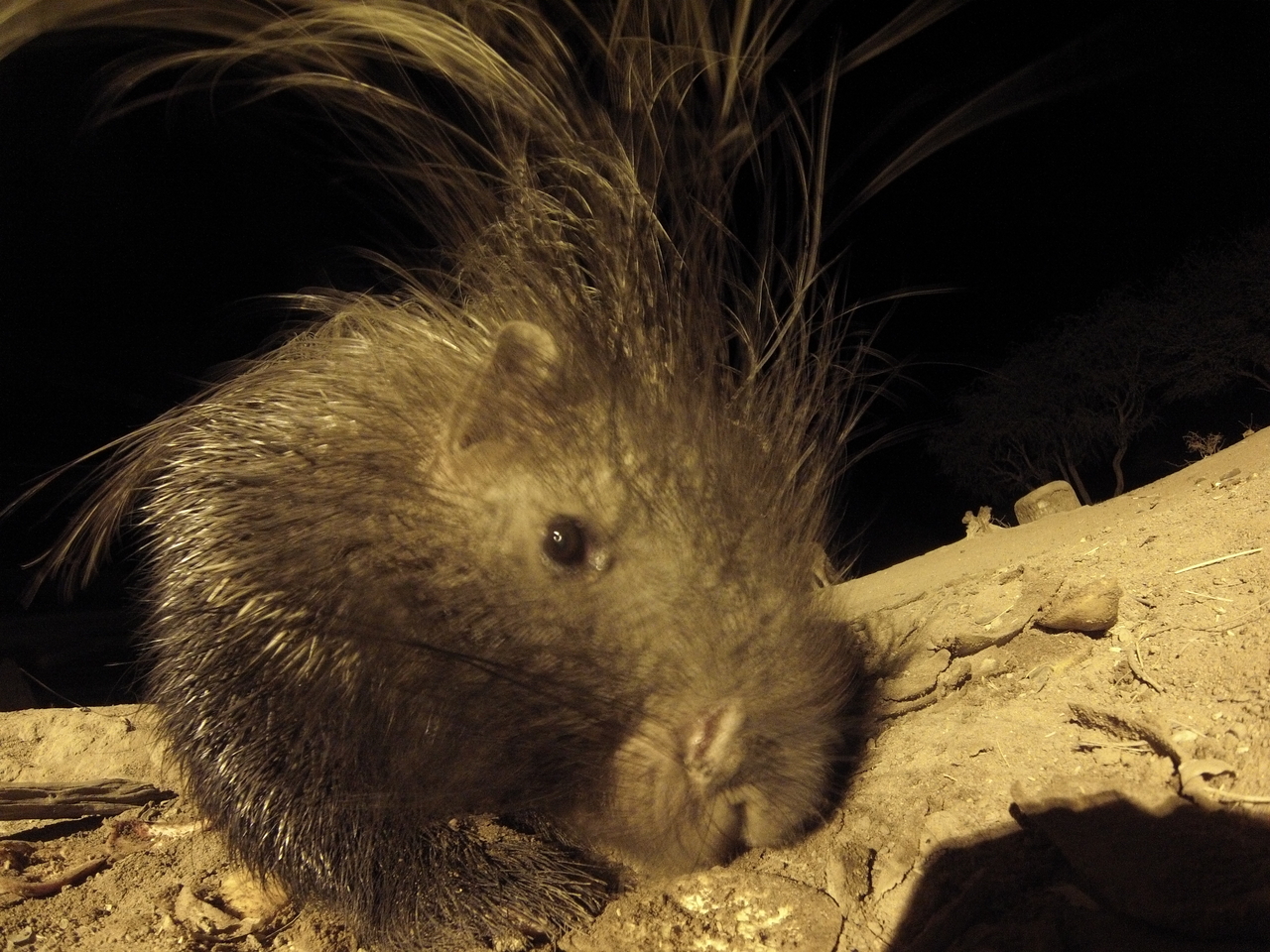 [11971] 2016_06_23_20_08_33_Africa_Hero3-Silver_Edition_IMG_8049_00046.jpg