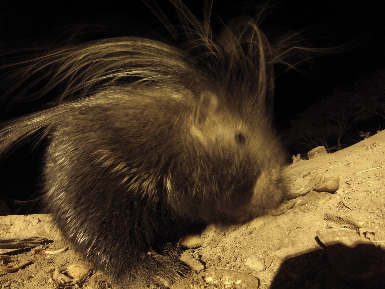 [11983] 2016_06_23_20_08_37_Africa_Hero3-Silver_Edition_IMG__01119.jpg