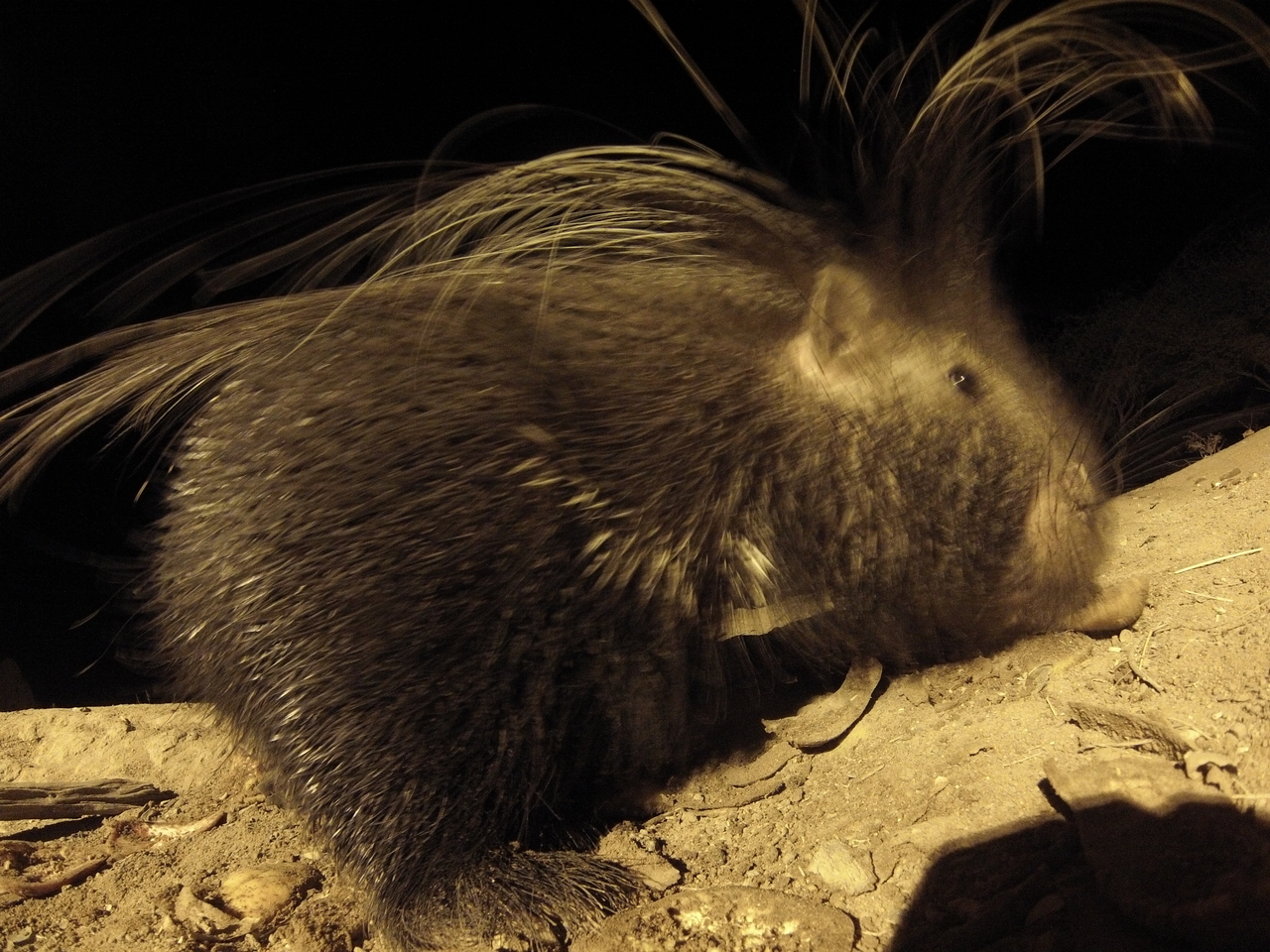 [11988] 2016_06_23_20_08_41_Africa_Hero3-Silver_Edition_IMG_8056_00635.jpg