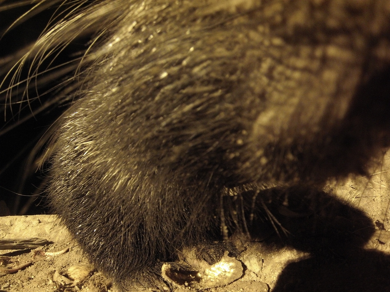 [12005] 2016_06_23_20_08_53_Africa_Hero3-Silver_Edition_IMG__01571.jpg