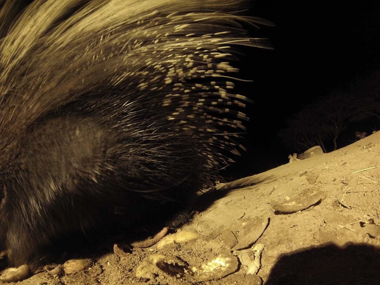 [12013] 2016_06_23_20_09_00_Africa_Hero3-Silver_Edition_IMG__01573.jpg