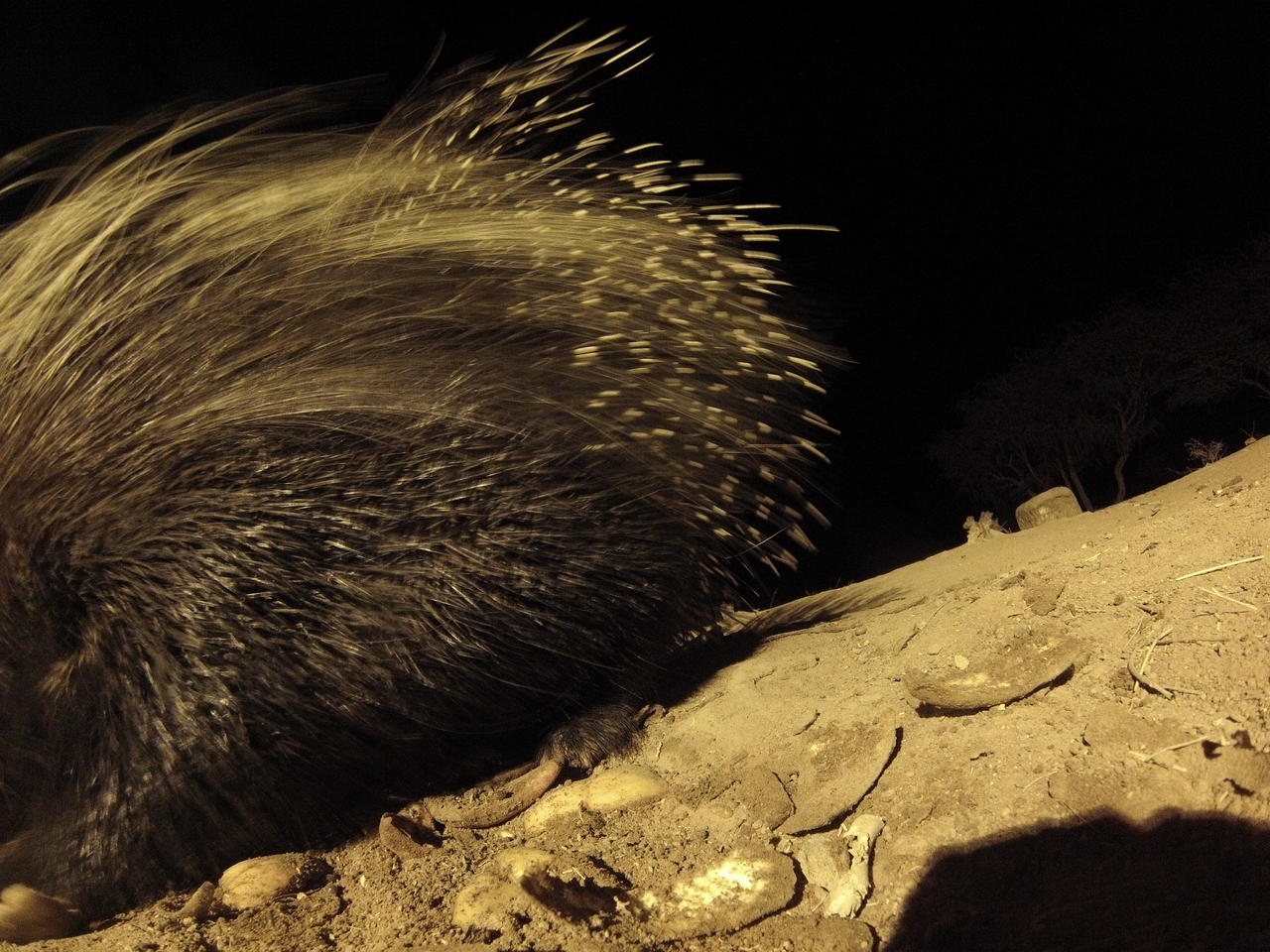 [12018] 2016_06_23_20_09_04_Africa_Hero3-Silver_Edition_IMG__01574.jpg