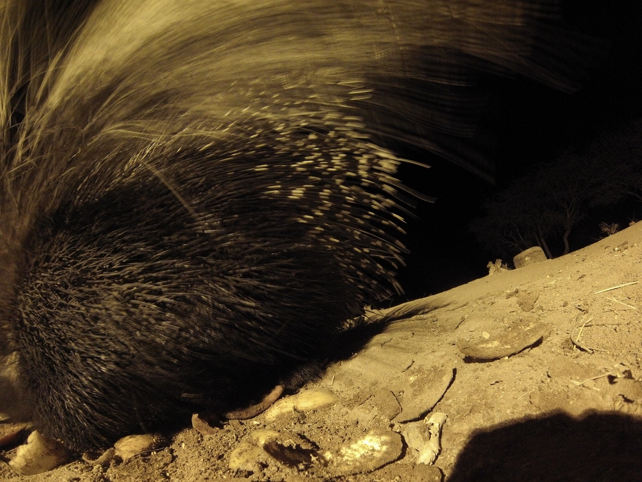 [12022] 2016_06_23_20_09_08_Africa_Hero3-Silver_Edition_IMG__01127.jpg