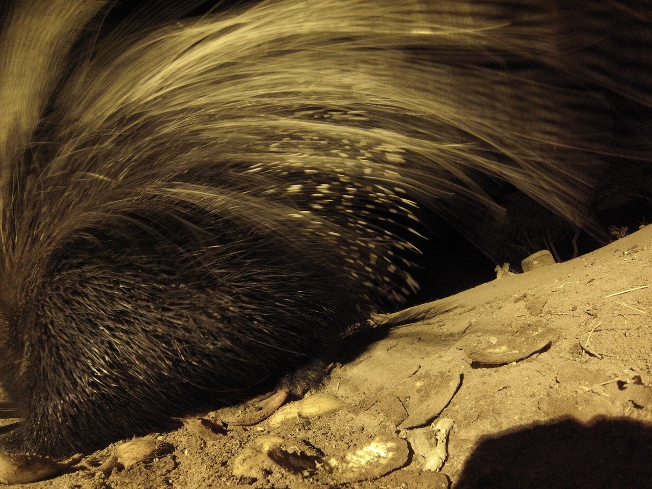 [12029] 2016_06_23_20_09_16_Africa_Hero3-Silver_Edition_IMG__00183.jpg