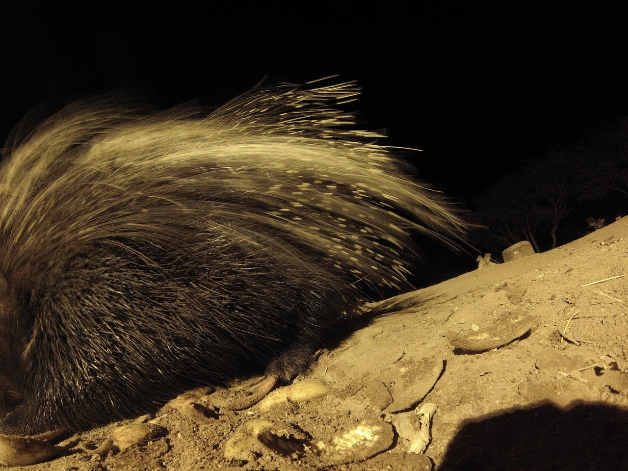 [12034] 2016_06_23_20_09_20_Africa_Hero3-Silver_Edition_IMG__00184.jpg