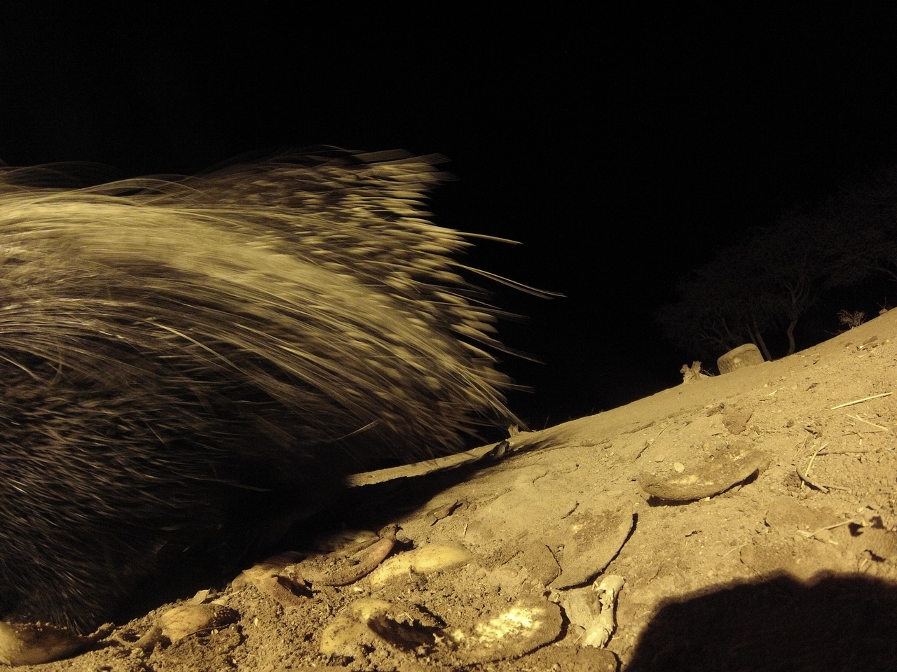 [12046] 2016_06_23_20_09_28_Africa_Hero3-Silver_Edition_IMG__01580.jpg