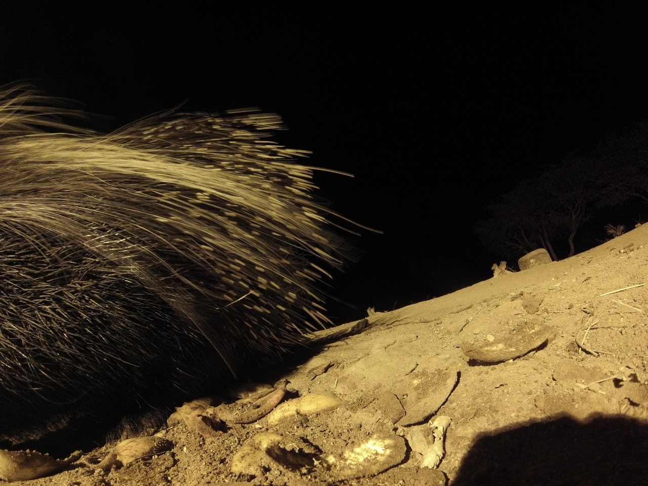 [12049] 2016_06_23_20_09_32_Africa_Hero3-Silver_Edition_IMG__00187.jpg