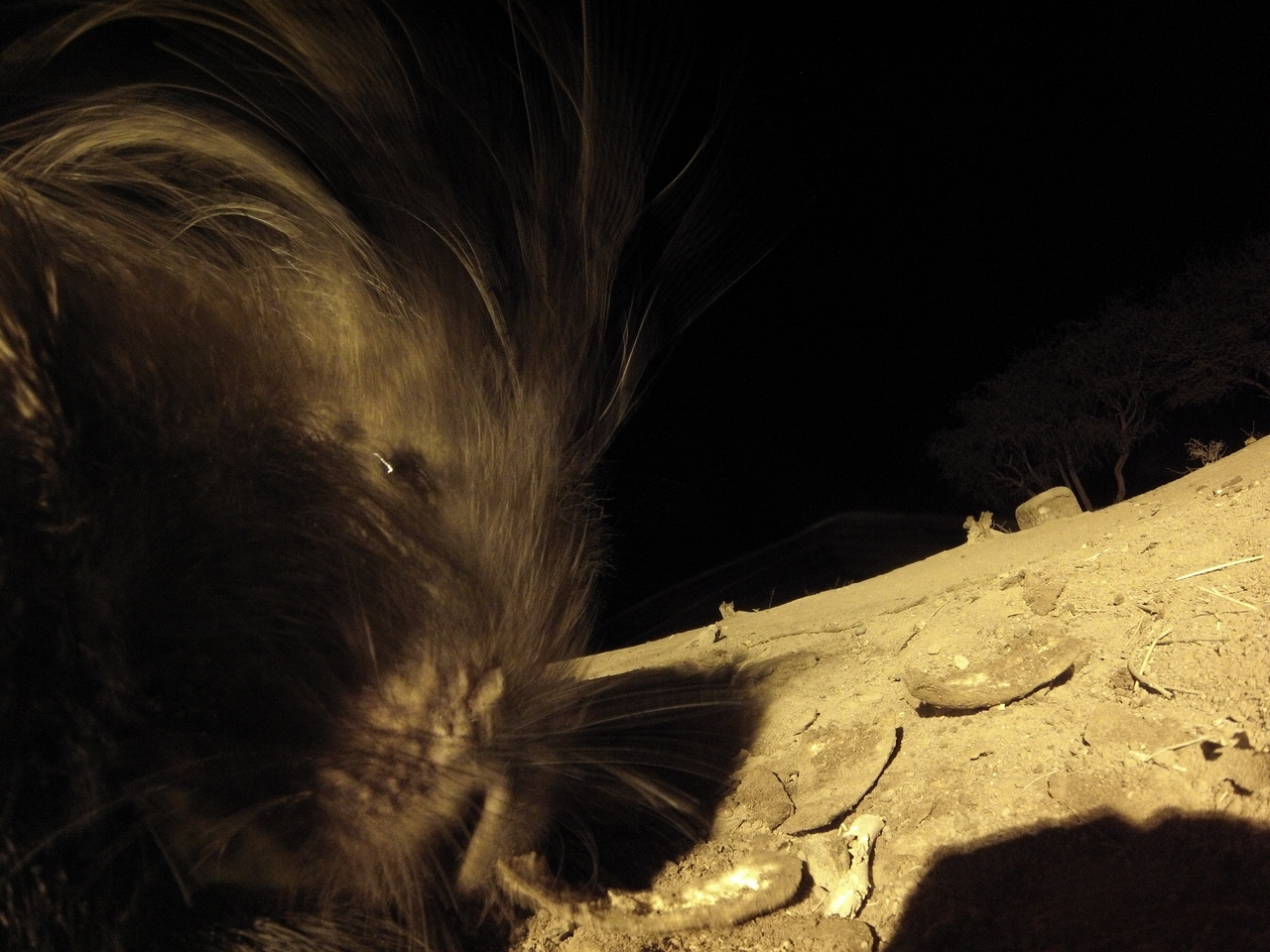 [12085] 2016_06_23_20_10_05_Africa_Hero3-Silver_Edition_IMG__00195.jpg