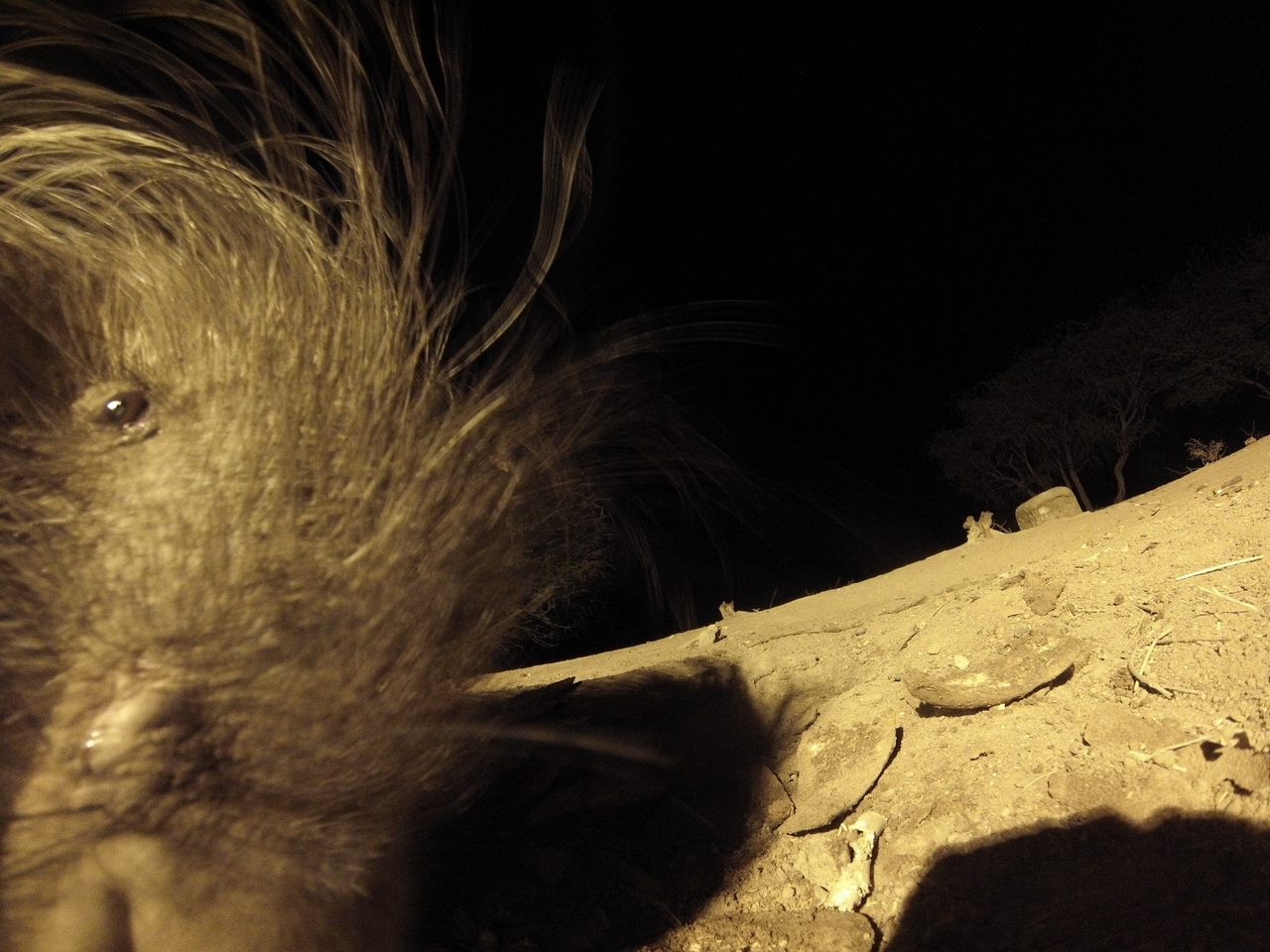 [12104] 2016_06_23_20_10_21_Africa_Hero3-Silver_Edition_IMG__01145.jpg