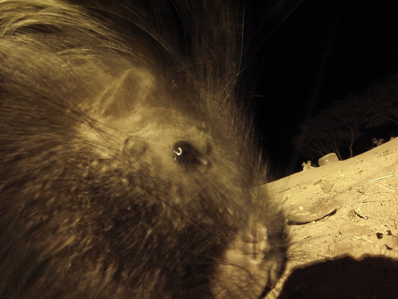 [12108] 2016_06_23_20_10_25_Africa_Hero3-Silver_Edition_IMG__00200.jpg