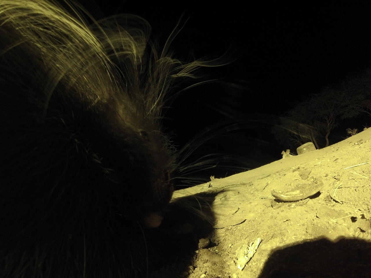 [12155] 2016_06_23_20_11_05_Africa_Hero3-Silver_Edition_IMG__01156.jpg