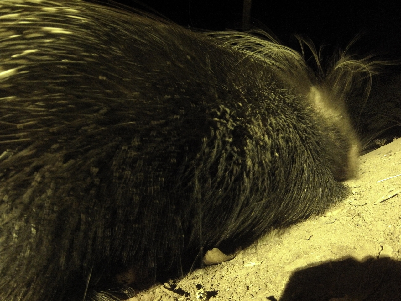 [12211] 2016_06_23_20_11_53_Africa_Hero3-Silver_Edition_IMG__01168.jpg