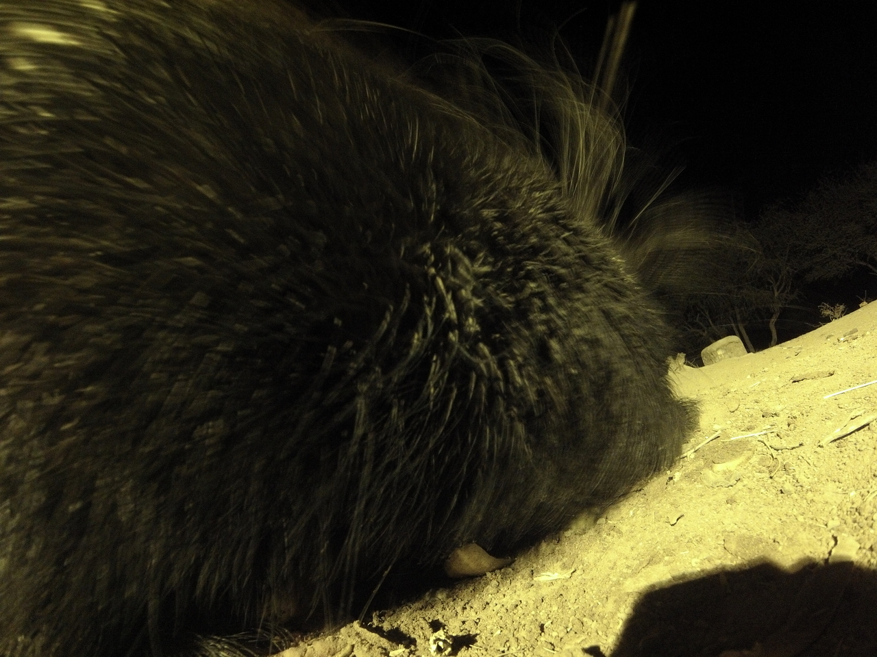 [12217] 2016_06_23_20_11_57_Africa_Hero3-Silver_Edition_IMG__01617.jpg