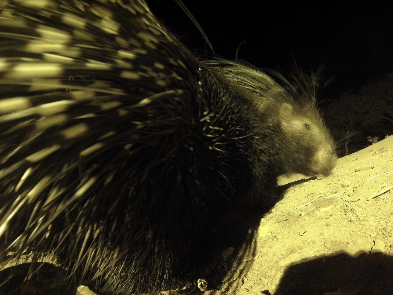 [12235] 2016_06_23_20_12_13_Africa_Hero3-Silver_Edition_IMG__01621.jpg