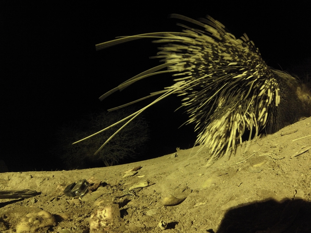 [12269] 2016_06_23_20_12_40_Africa_Hero3-Silver_Edition_IMG__01628.jpg