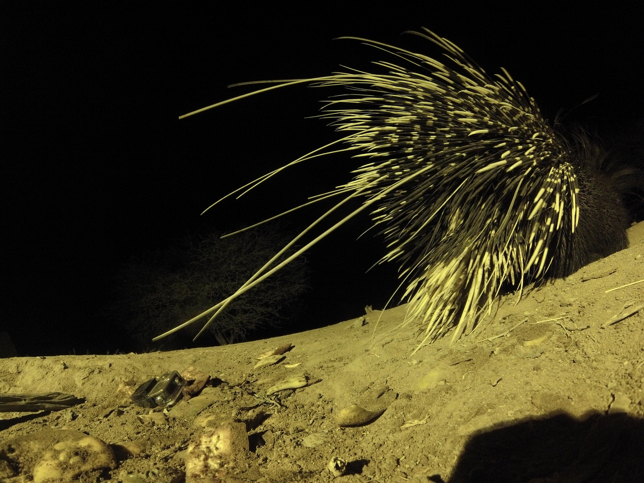 [12283] 2016_06_23_20_12_52_Africa_Hero3-Silver_Edition_IMG__01183.jpg