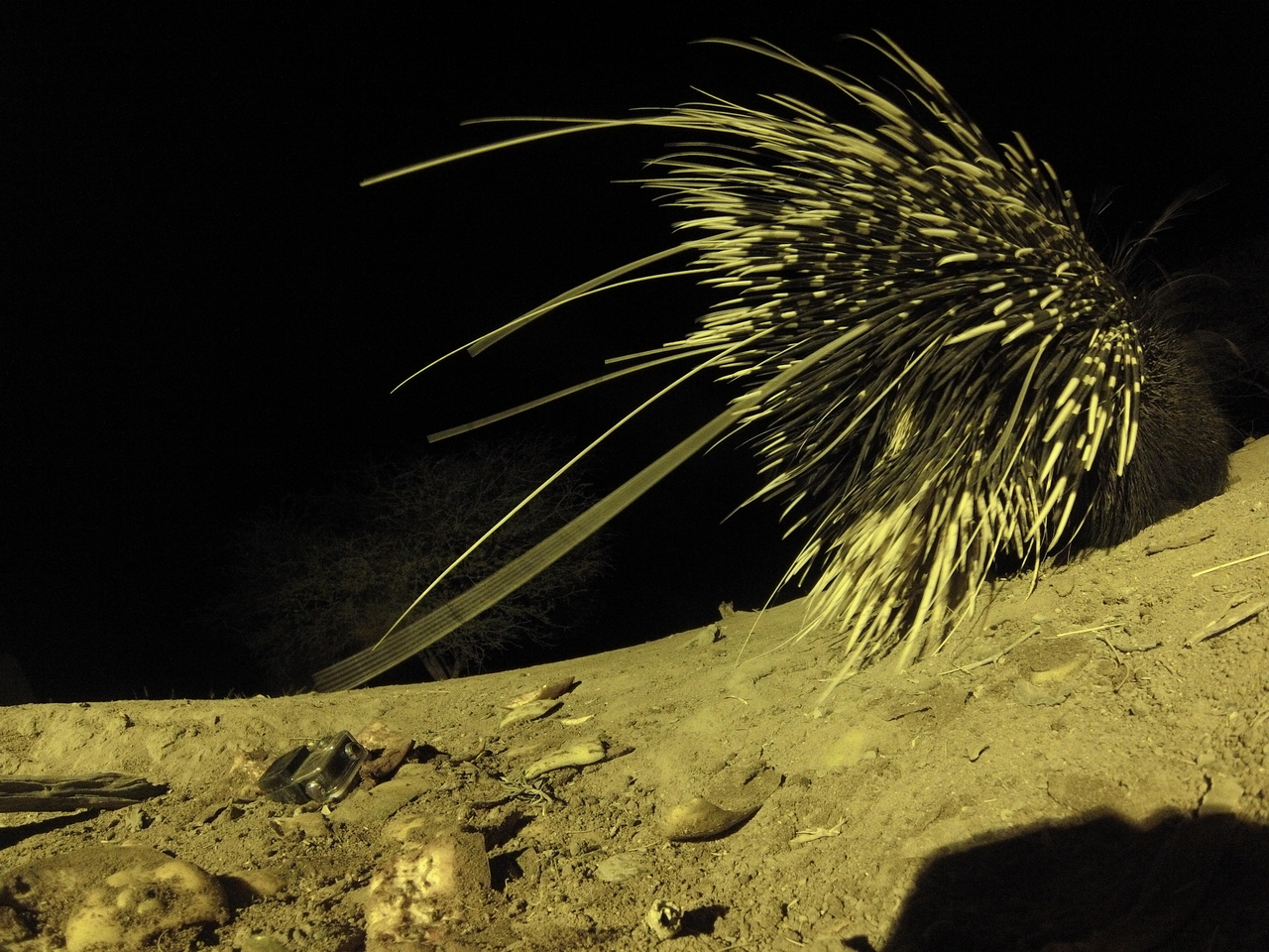 [12296] 2016_06_23_20_13_04_Africa_Hero3-Silver_Edition_IMG_8051_00630.jpg