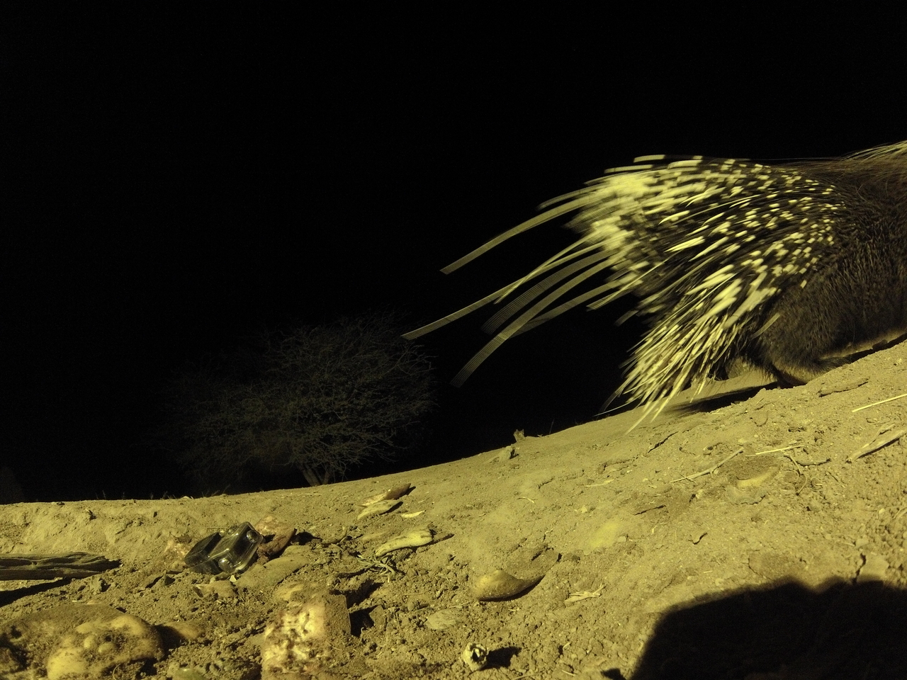 [12304] 2016_06_23_20_13_08_Africa_Hero3-Silver_Edition_IMG__01187.jpg