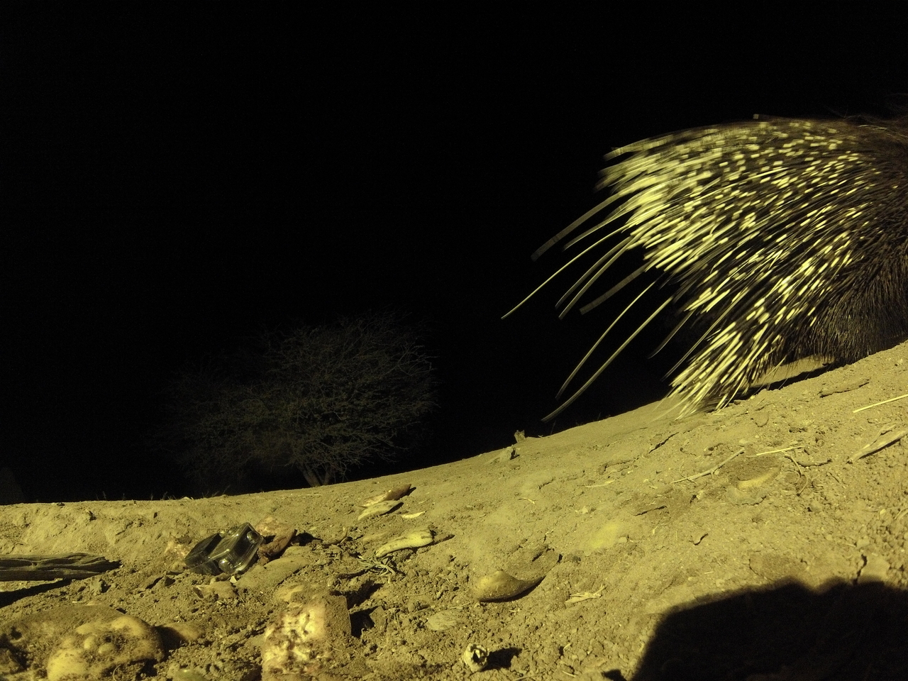 [12309] 2016_06_23_20_13_12_Africa_Hero3-Silver_Edition_IMG__01188.jpg