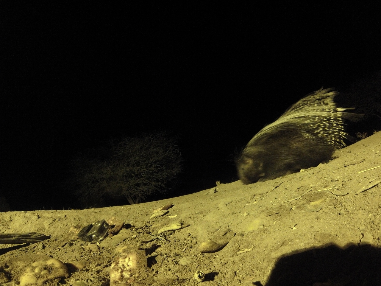 [12377] 2016_06_23_20_14_06_Africa_Hero3-Silver_Edition_IMG__01651.jpg