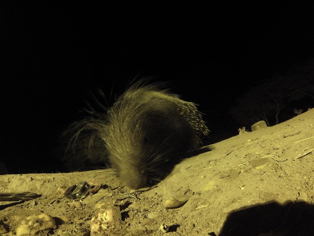 [12385] 2016_06_23_20_14_14_Africa_Hero3-Silver_Edition_IMG__01653.jpg