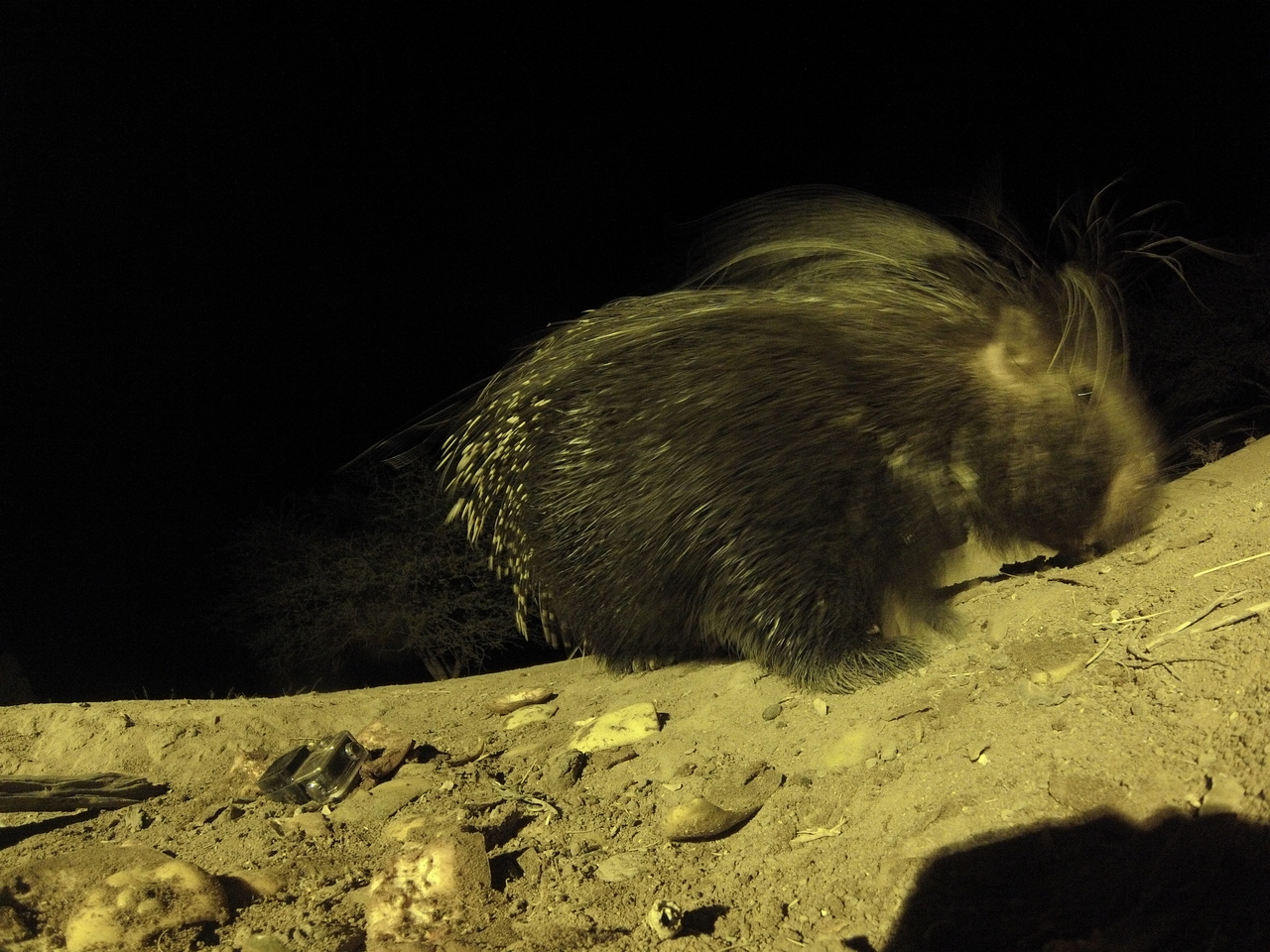 [12398] 2016_06_23_20_14_22_Africa_Hero3-Silver_Edition_IMG__01655.jpg