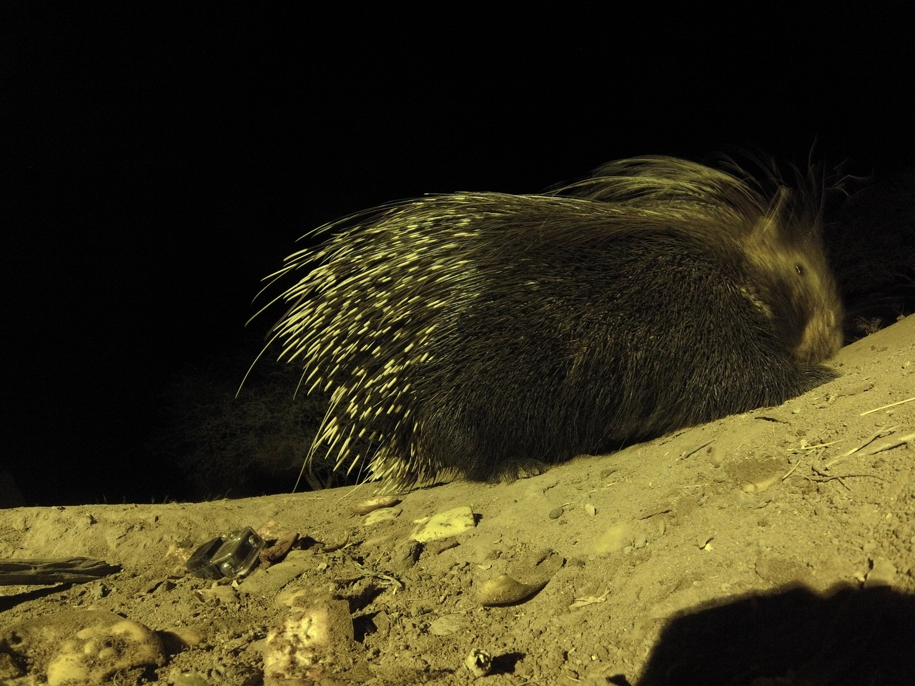 [12411] 2016_06_23_20_14_34_Africa_Hero3-Silver_Edition_IMG__01658.jpg